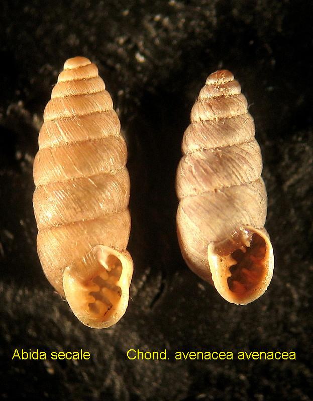 Chondrina megacheilos avenoides (Westerlund, 1874)